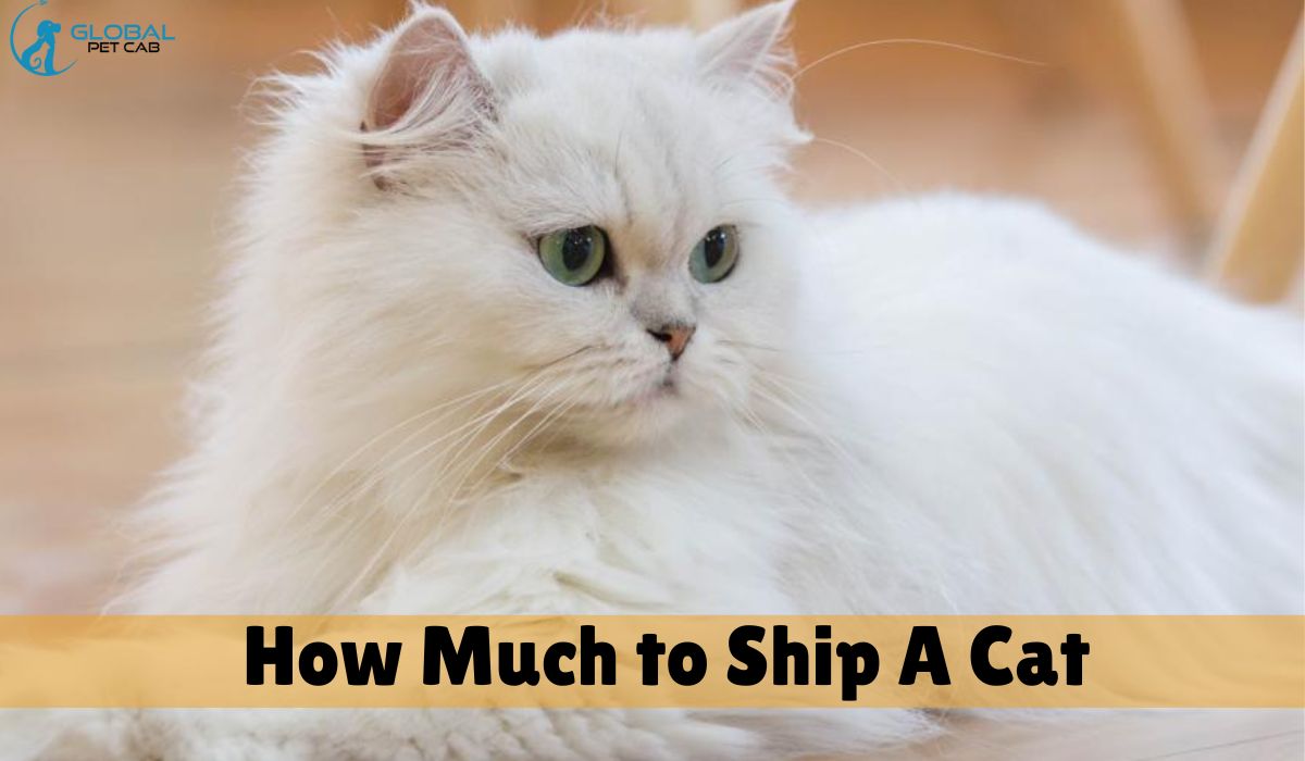 How Much to Ship a Cat: Ultimate Cost Guide for Pet Owners