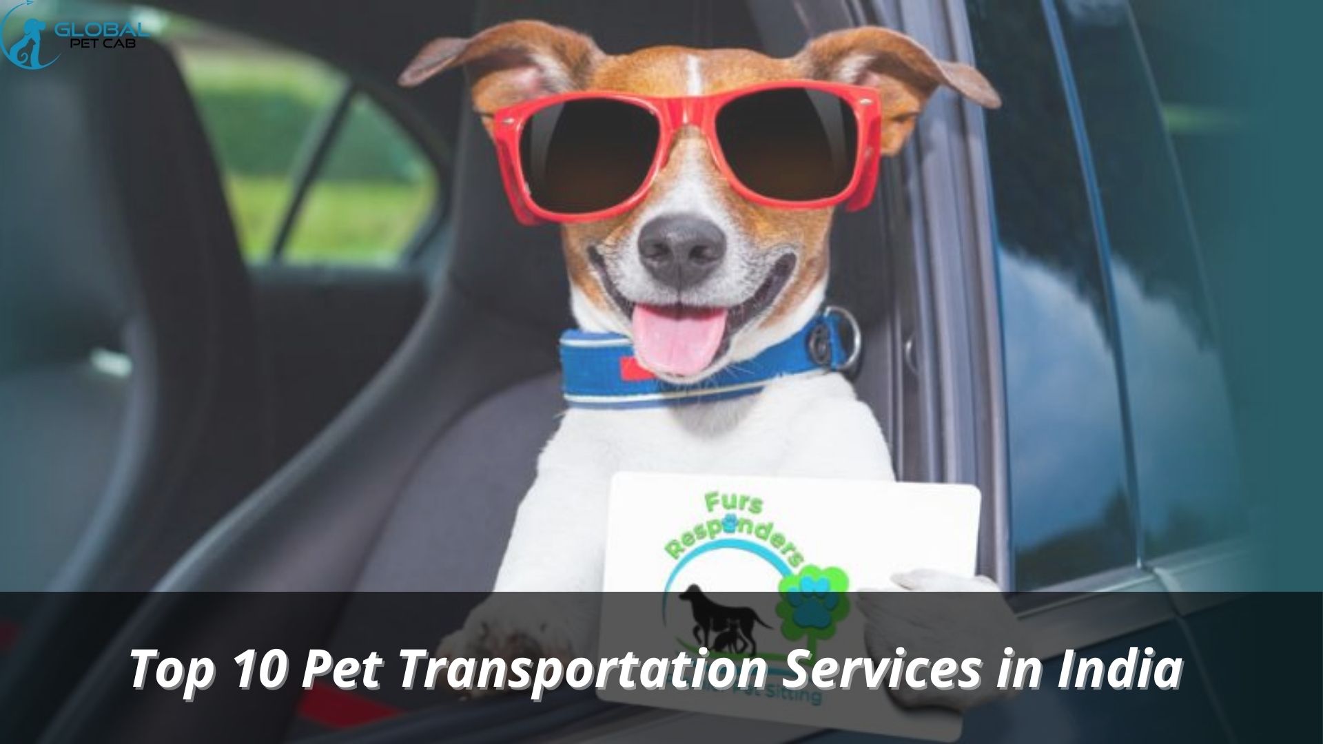 Top 10 Pet Transportation Services in India | Global Pet Cab